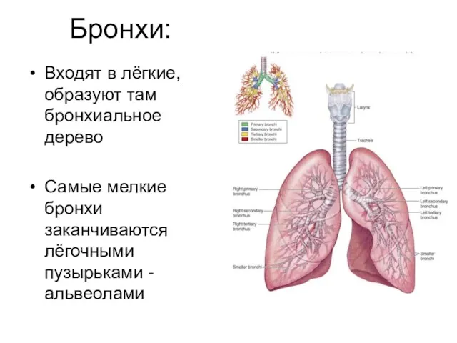 Бронхи: Входят в лёгкие, образуют там бронхиальное дерево Самые мелкие бронхи заканчиваются лёгочными пузырьками - альвеолами