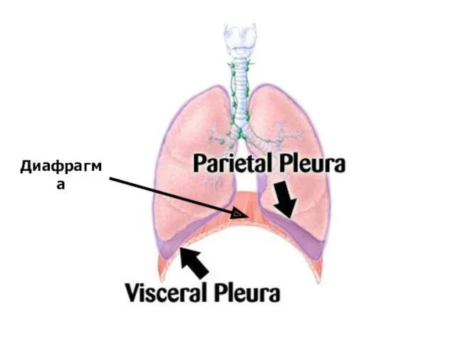 Диафрагма Диафрагма