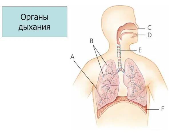 Органы дыхания