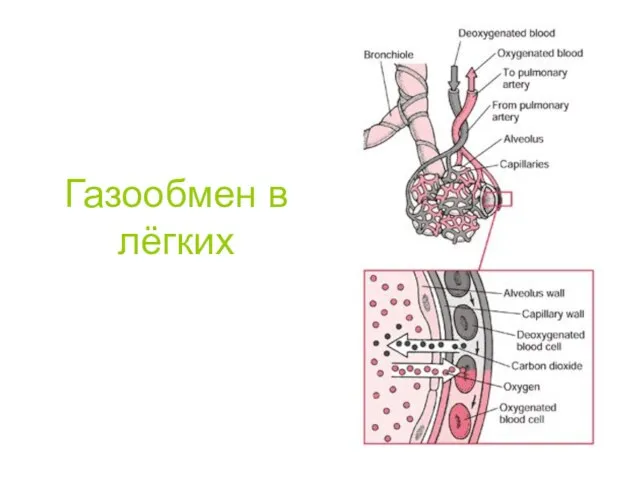 Газообмен в лёгких