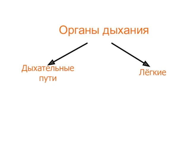 Органы дыхания Дыхательные пути Лёгкие