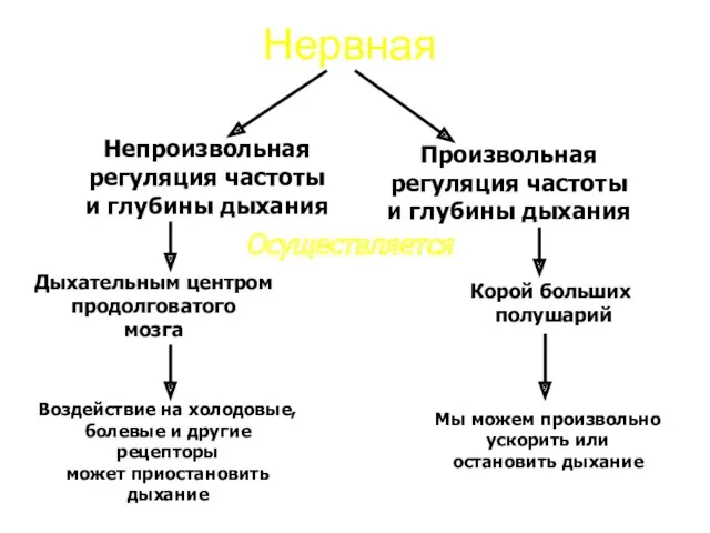 Нервная Непроизвольная регуляция частоты и глубины дыхания Произвольная регуляция частоты и глубины дыхания