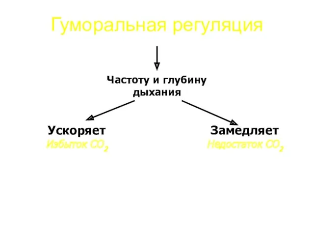 Гуморальная регуляция Частоту и глубину дыхания Ускоряет Избыток СО2 Замедляет Недостаток СО2