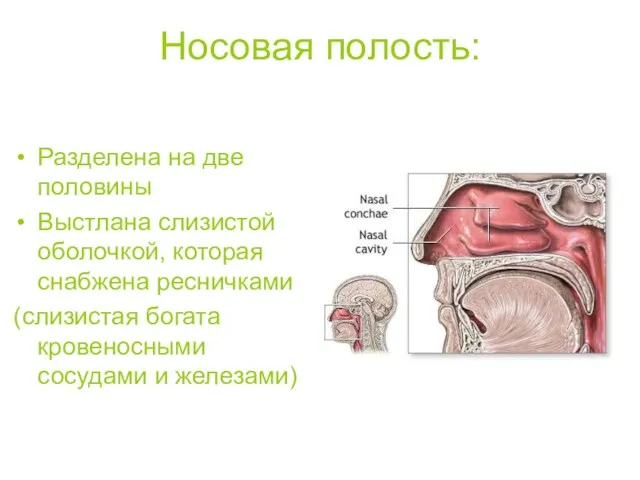 Носовая полость: Разделена на две половины Выстлана слизистой оболочкой, которая снабжена ресничками (слизистая