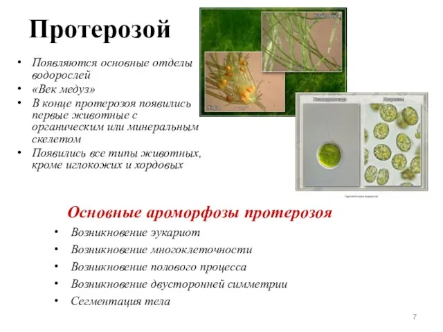 Протерозой Появляются основные отделы водорослей «Век медуз» В конце протерозоя