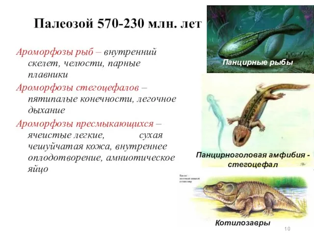 Палеозой 570-230 млн. лет Ароморфозы рыб – внутренний скелет, челюсти,