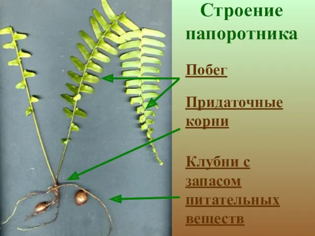 Строение папоротника Побег Придаточные корни Клубни с запасом питательных веществ