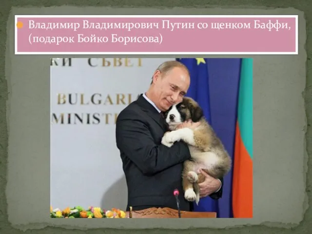 Владимир Владимирович Путин со щенком Баффи, (подарок Бойко Борисова)