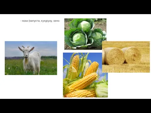 - коза (капуста, кукурузу, сено