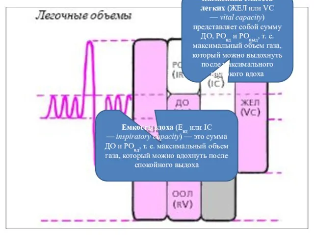 Жизненная емкость легких (ЖЕЛ или VC — vital capacity) представляет