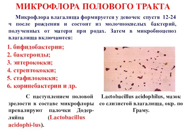 1. бифидобактерии; 2. бактероиды; 3. энтерококки; 4. стрептококки; 5. стафилококки;