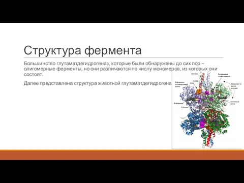 Структура фермента Большинство глутаматдегидрогеназ, которые были обнаружены до сих пор