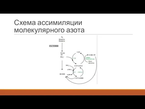 Схема ассимиляции молекулярного азота