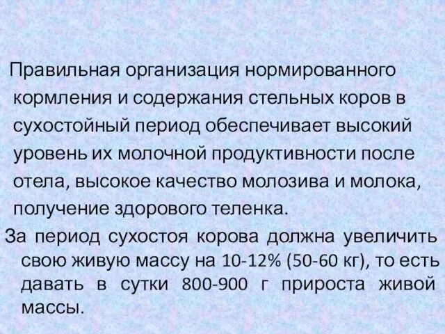 Правильная организация нормированного кормления и содержания стельных коров в сухостойный