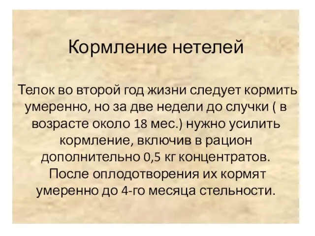 Кормление нетелей Телок во второй год жизни следует кормить умеренно,