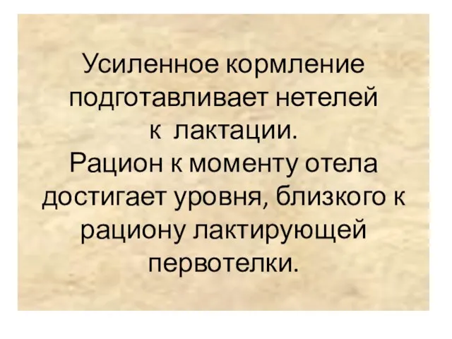 Усиленное кормление подготавливает нетелей к лактации. Рацион к моменту отела