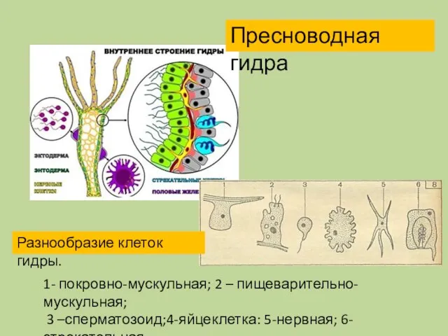 Пресноводная гидра 1- покровно-мускульная; 2 – пищеварительно-мускульная; 3 –сперматозоид;4-яйцеклетка: 5-нервная; 6-стрекательная. Разнообразие клеток гидры.