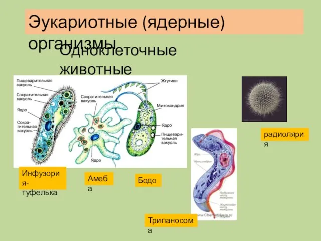Эукариотные (ядерные) организмы Инфузория- туфелька Амеба Бодо Трипаносома радиолярия Одноклеточные животные
