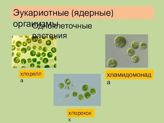 хлорелла хламидомонада хлорококк Одноклеточные растения Эукариотные (ядерные) организмы