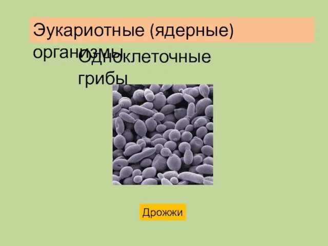 Одноклеточные грибы Дрожжи Эукариотные (ядерные) организмы