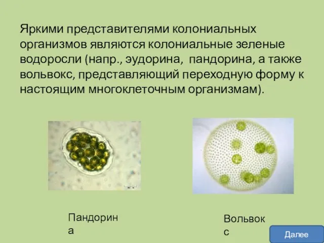 Яркими представителями колониальных организмов являются колониальные зеленые водоросли (напр., эудорина, пандорина, а также