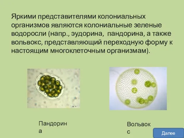 Яркими представителями колониальных организмов являются колониальные зеленые водоросли (напр., эудорина,