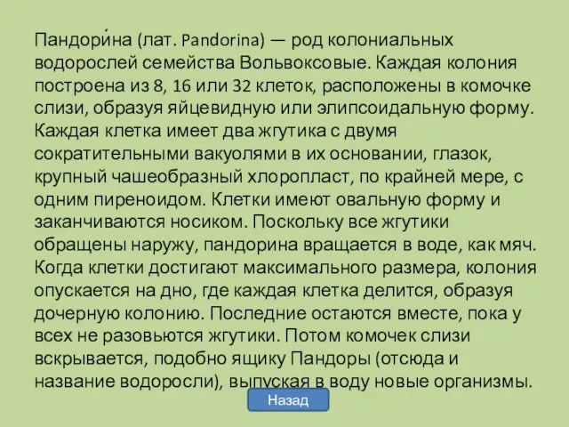 Пандори́на (лат. Pandorina) — род колониальных водорослей семейства Вольвоксовые. Каждая