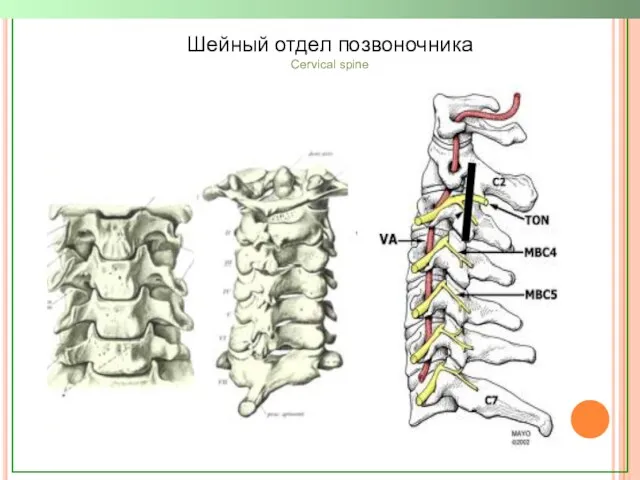 Шейный отдел позвоночника Cervical spine