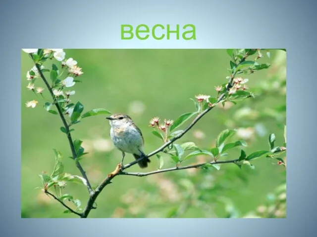 весна