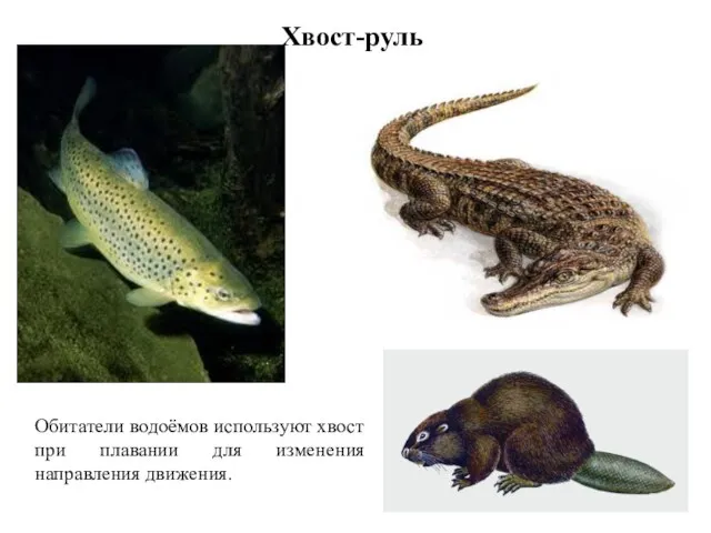 Хвост-руль Обитатели водоёмов используют хвост при плавании для изменения направления движения.