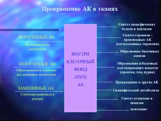 Превращение АК в тканях ВНУТРИ КЛЕТОЧНЫЙ ФОНД (ПУЛ) АК Всосавшиеся