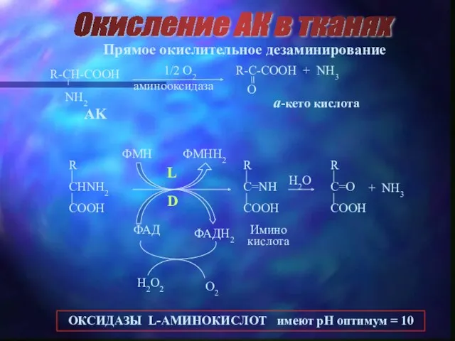 Окисление АК в тканях Прямое окислительное дезаминирование AK a-кето кислота