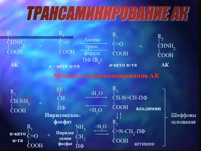 ТРАНСАМИНИРОВАНИЕ АК АК a - кето к-та a-кето к-та АК