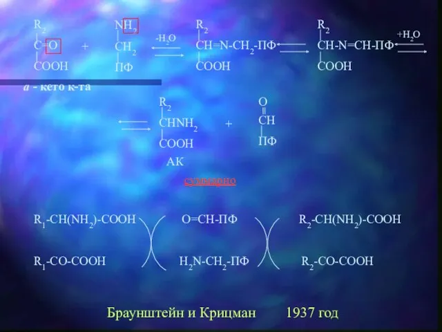 + + суммарно R1-CH(NH2)-COOH O=CH-ПФ R2-CH(NH2)-COOH R1-CO-COOH H2N-CH2-ПФ R2-CO-COOH Браунштейн и Крицман 1937 год