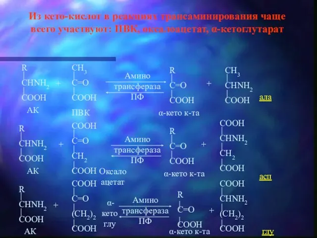 Из кето-кислот в реакциях трансаминирования чаще всего участвуют: ПВК, оксалоацетат,