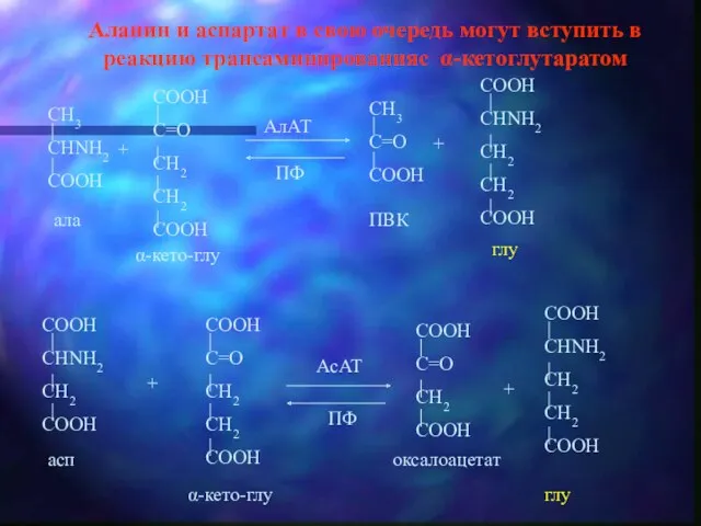 Аланин и аспартат в свою очередь могут вступить в реакцию