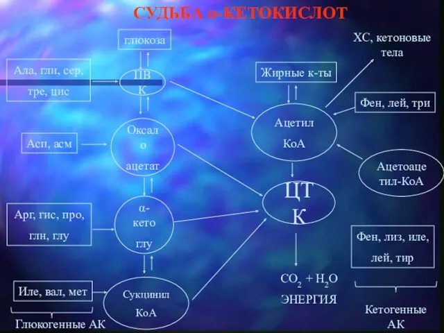 СУДЬБА α-КЕТОКИСЛОТ ПВК Оксало ацетат α-кето глу Сукцинил КоА ЦТК