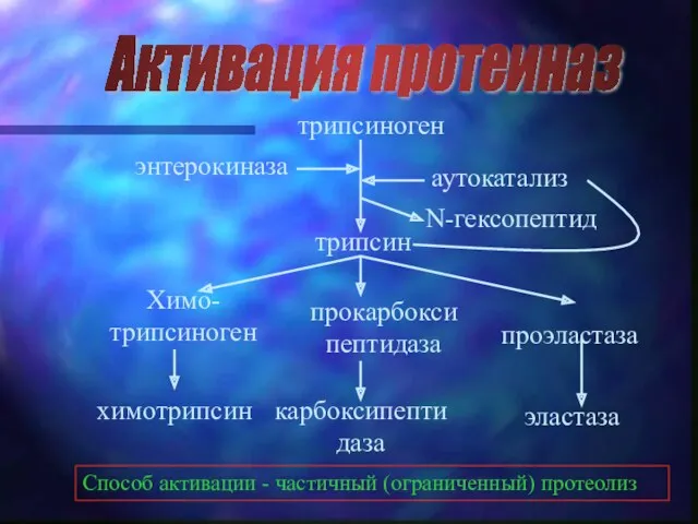 трипсиноген трипсин Химо-трипсиноген химотрипсин прокарбоксипептидаза карбоксипептидаза проэластаза эластаза аутокатализ N-гексопептид