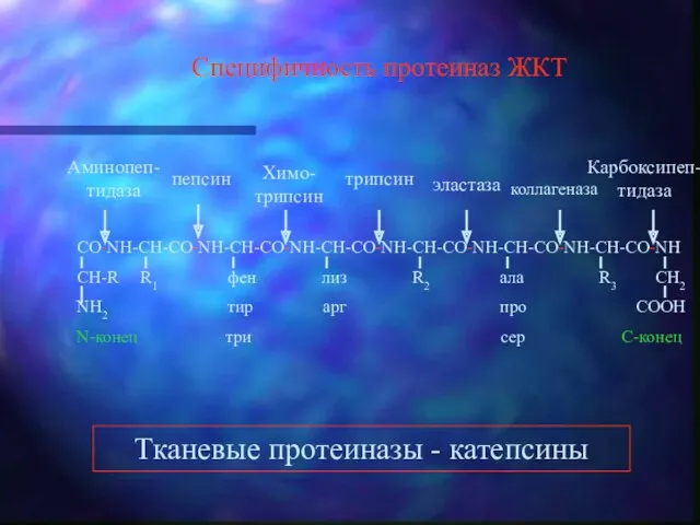 Специфичность протеиназ ЖКТ Аминопеп-тидаза пепсин Химо-трипсин трипсин эластаза коллагеназа Карбоксипеп-тидаза Тканевые протеиназы - катепсины