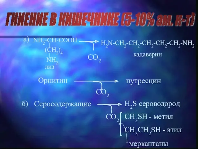 ГНИЕНИЕ В КИШЕЧНИКЕ (5-10% ам. к-т) а) CO2 Орнитин CO2