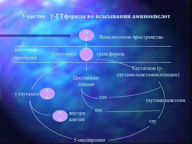 клеточная мембрана АК глу Глутатион (γ–глутамилцистеинилглицин) Внеклеточное пространство