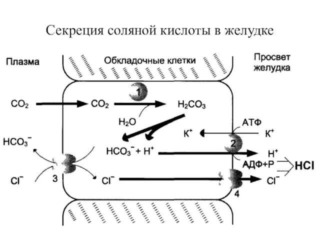 Секреция соляной кислоты в желудке