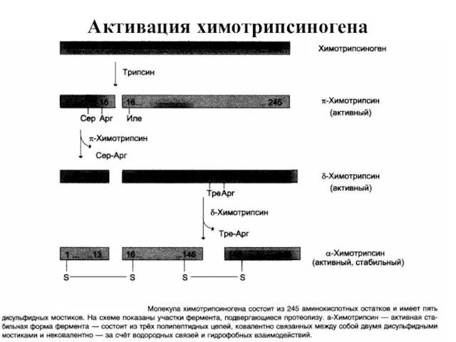 Активация химотрипсиногена