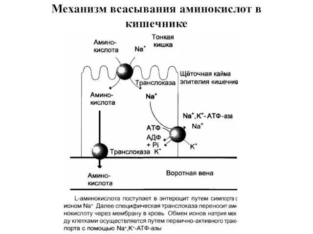 Механизм всасывания аминокислот в кишечнике