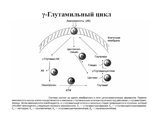 γ-Глутамильный цикл