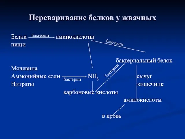 Переваривание белков у жвачных Белки аминокислоты пищи бактериальный белок Мочевина