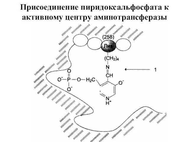 Присоединение пиридоксальфосфата к активному центру аминотрансферазы