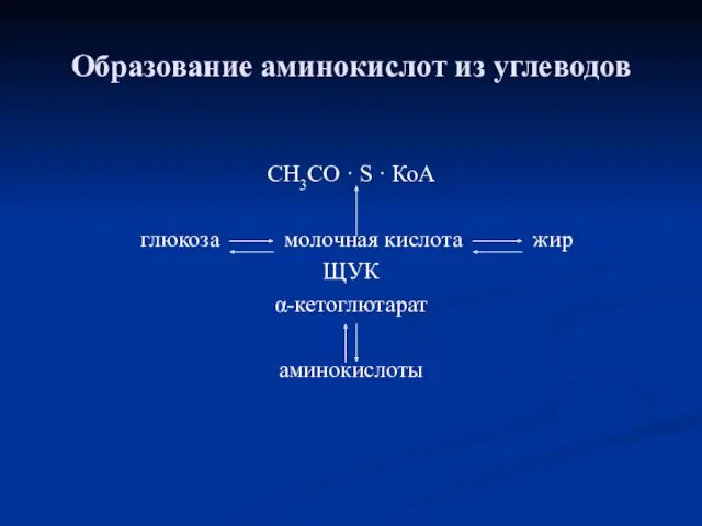 Образование аминокислот из углеводов СН3СО · S · КоА глюкоза молочная кислота жир ЩУК α-кетоглютарат аминокислоты