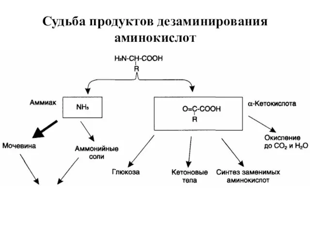 Судьба продуктов дезаминирования аминокислот