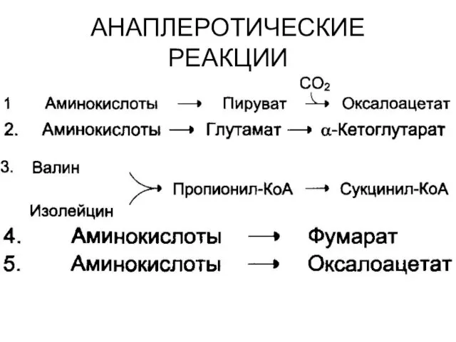 АНАПЛЕРОТИЧЕСКИЕ РЕАКЦИИ